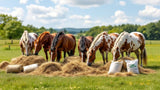 Raufutter für Pferde – hochwertiges Pferdefutter für gesunde Ernährung