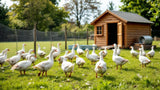 Gänse auf einer Weide stehend