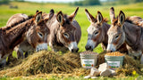 Eselfutter – hochwertiges Futter für Esel zur ausgewogenen Ernährung