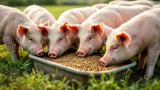 Futtertrog für Schweine aus robustem Material