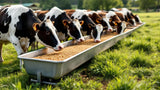 Futtertrog für Rinder aus robustem Material