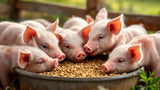 Alt-Attribut: Ferkelfutter – hochwertiges Futter für Ferkel zur optimalen Aufzucht