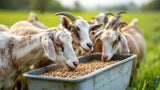 Alt-Attribute: Spezialfutter für Ziegen – hochwertiges Futtermittel für gesunde Ziegenernährung
