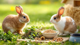 Kaninchenfutter in hochwertiger Qualität für gesunde Ernährung von Kaninchen