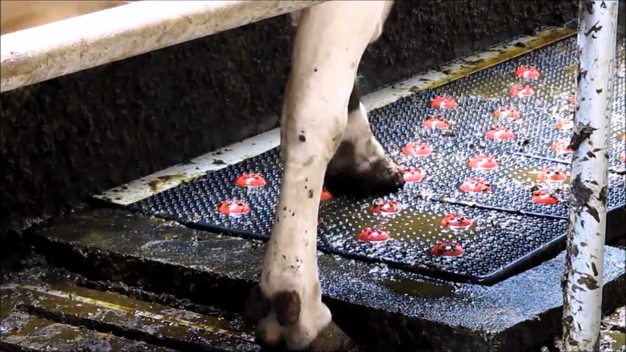 Vink Klauen Sprühmatte, automatische Klauenpflege für Rinder