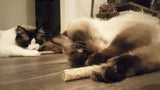 Addicted! Katzenspielzeug-Stick, mit Madnip, 2 Stk