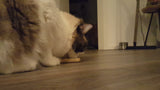 Addicted! Katzenspielzeug-Stick, mit Madnip, 2 Stk