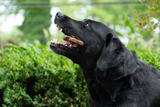 Bugbone Hundesnack, Insektenprotein, Medium, 10 kg