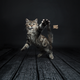 Cat Dancer Kratzbrett für Katzen, Wandmontage, 46 x 16 x 4,5 cm