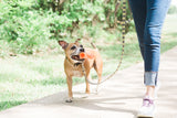 Chuckit! Air Fetch Stick, Weichgummi, 31 cm