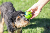 Chuckit! Hundespielball, Sniff Fetch, Bacon, Erdnussbutter, Größe M, 4 Stk