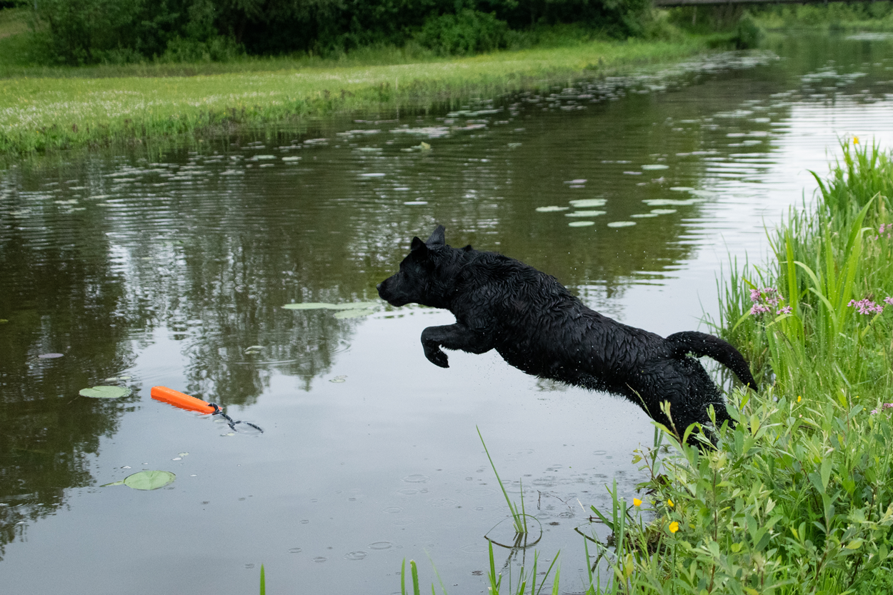 Dog Comets Apportierdummy, Naturkautschuk, schwimmfähig, mit Wurfseil, reflektierend, orange, 20 x 4 x 4 cm