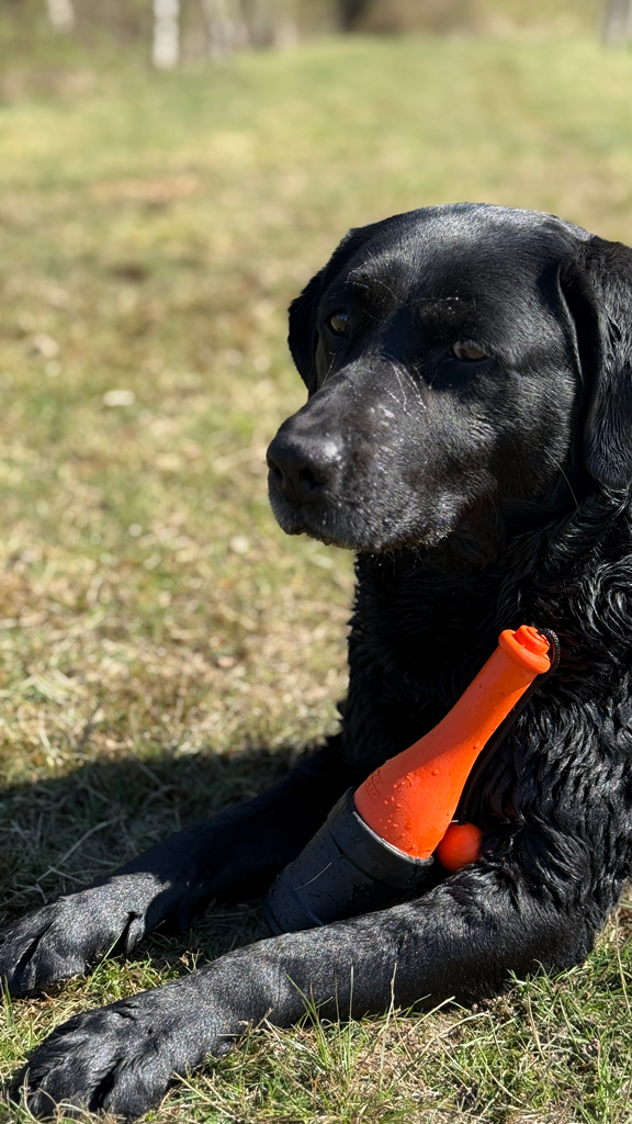 Dog Comets Apportierspielzeug, TPR-Schaumstoff, schwimmend, rosa, 23 cm, Ø 6,2 cm