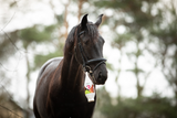 Excellent Horse Cooling Gel, Deep Ice, für Pferd und Mensch, 250 ml