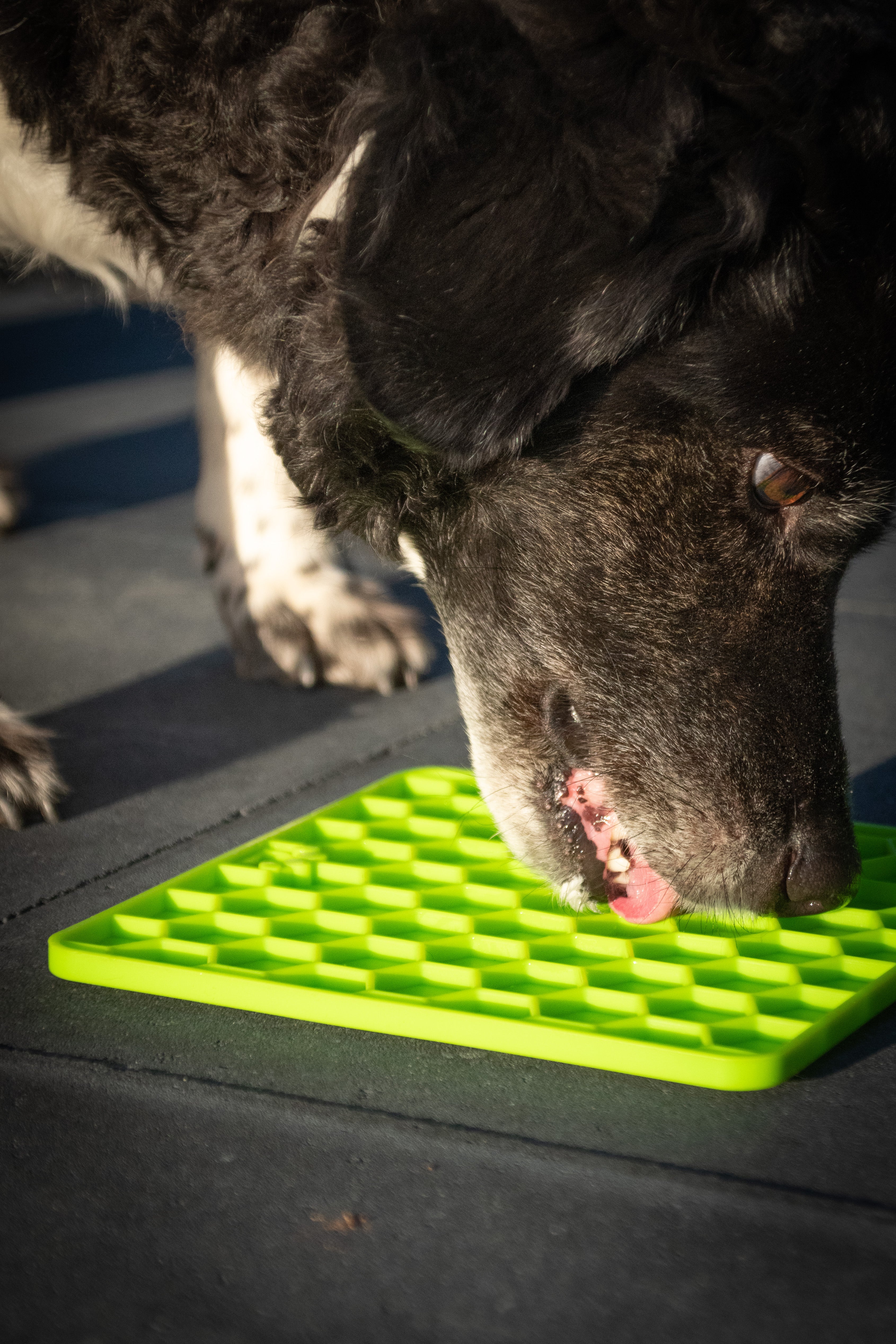 Eat Slow Live Longer Schleckmatte, Wabenstruktur, Silikon, grün