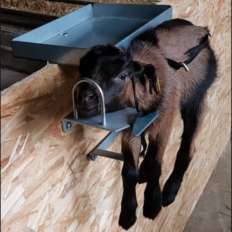 Fixierstellung Express, für Ziegen und Lämmer, 51 x 44 x 31 cm, 4,5 kg