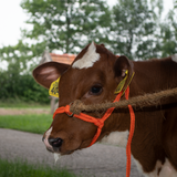 Halfter Kalb, einstellbar, breit, orange, Nylon