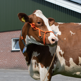 Halfter Kalb, einstellbar, breit, orange, Excellent