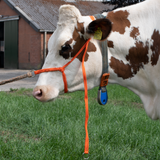 Halfter Kalb, einstellbar, breit, orange, für große Kühe