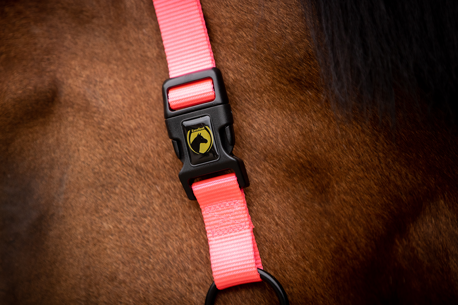 Excellent Halfter, Premium, Rosa, XS, für Fohlen