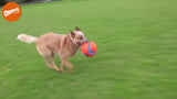 Chuckit! Kick Fetch Hundeball, Ø 14 cm, S