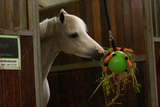 Excellent Horse Spielball, strapazierfähiger Spiel- und Kauspielball für Pferde