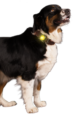 Sicherheitslicht für Hunde, gelb