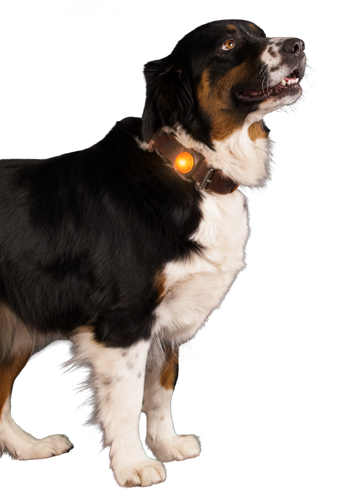 Sicherheitslicht für Hunde, orange, Sichtweite 200 m, Blinklicht/Dauerlicht