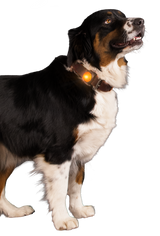 Sicherheitslicht für Hunde, orange, Sichtweite 200 m, Blinklicht/Dauerlicht