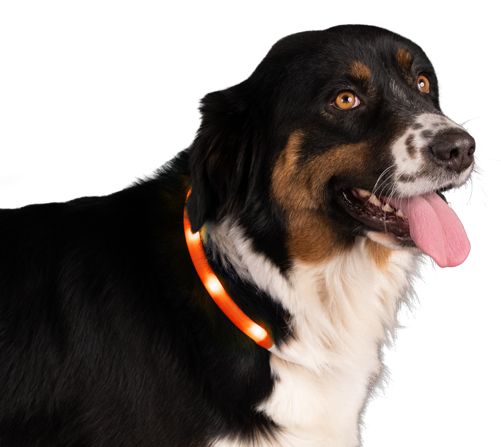 Sicherheits-Halsband, orange
