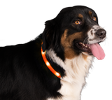 Sicherheits-Halsband, orange