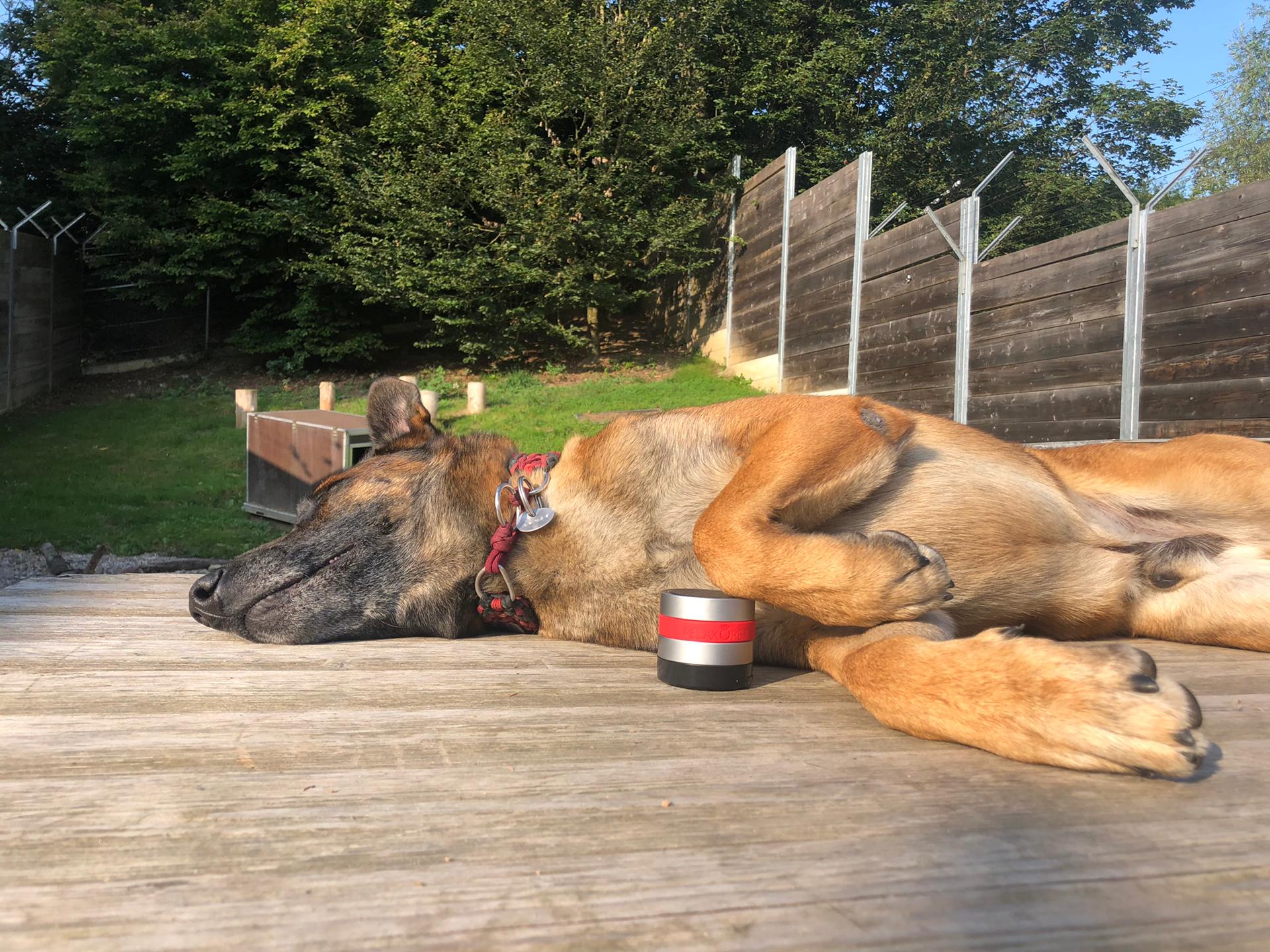 RelaxoPet PRO Entspannungsgerät Hund, kabellos, wiederaufladbar