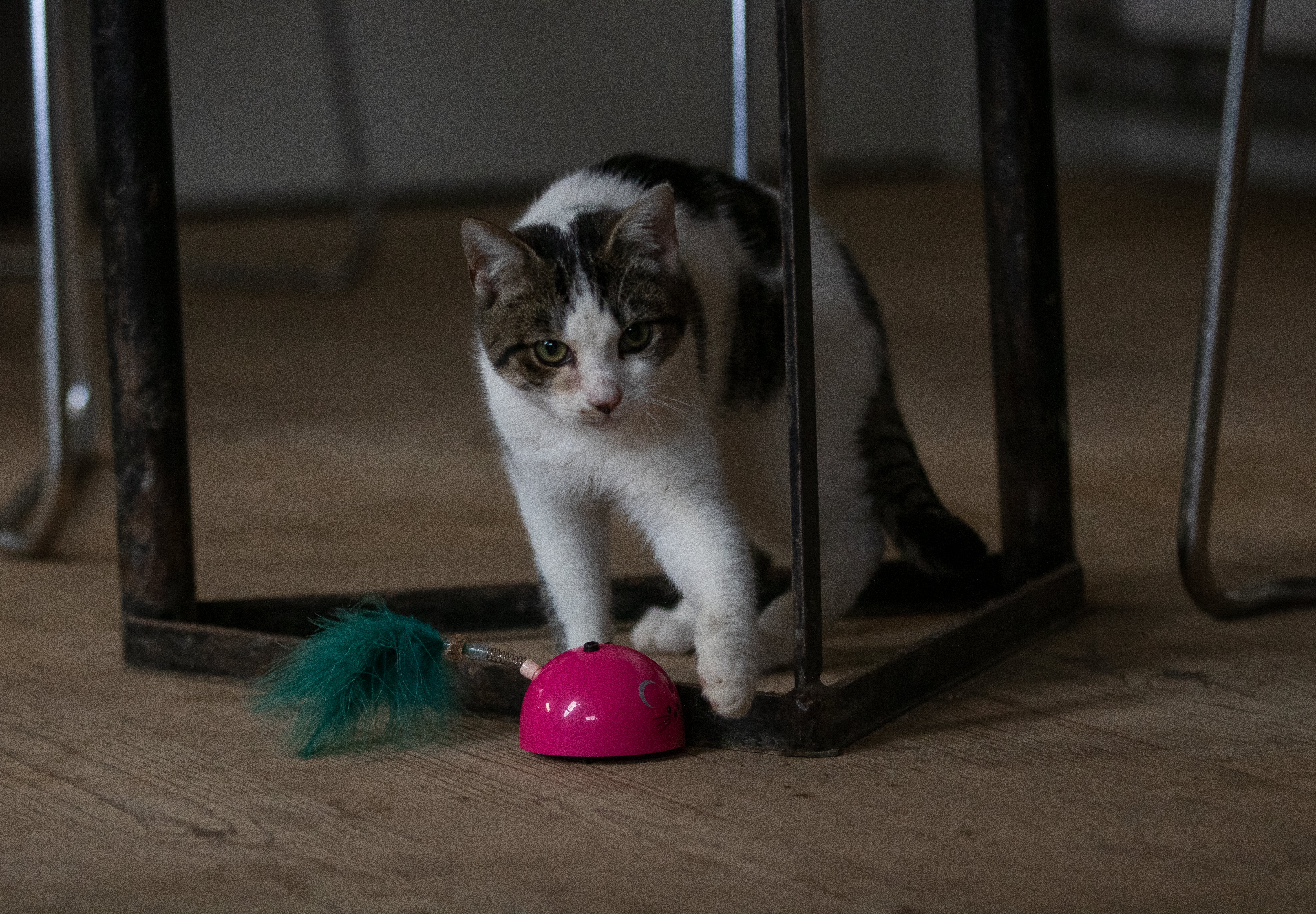 Robocat Katzenspielzeug Maus, interaktiv, Bewegungssensor, MADNIP, mit Beleuchtung, rosa