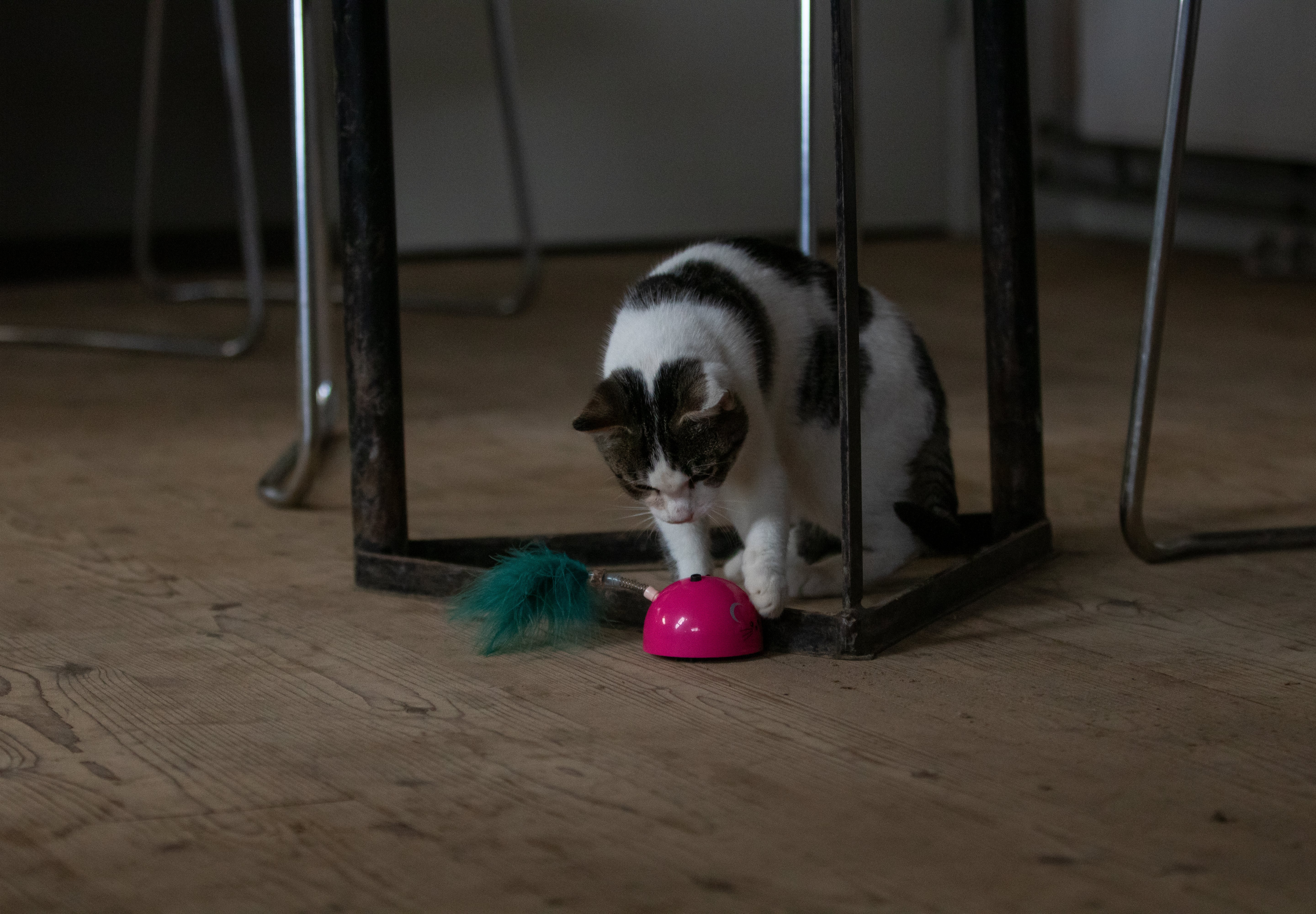 Robocat Katzenspielzeug Maus, interaktiv, Bewegungssensor, MADNIP, mit Beleuchtung, rosa