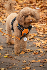 Spotted! Pro Hundegeschirr, No Pull, lila, XXS
