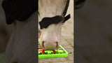 Excellent Horse Schnüffelmatte, Silikon, 50 x 50 cm