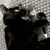 Yeowww! Katzenspielzeug Cigar –  Baumwoll-Spielzeug mit Katzenminze
