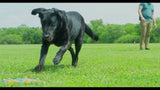 Chuckit! Hunde-Frisbee, Whistle Flight, Gummi, Ø 28 cm