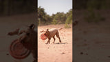 Dog Comets Hunde Frisbee, TPR-Schaumgummi, schwimmfähig, rosa, Ø 24 cm