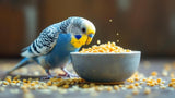 Alt-Attribut: Bio Vogelfutter in umweltfreundlicher Verpackung