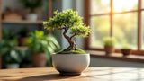 Bonsai Blumentopf aus Keramik für Zimmerpflanzen