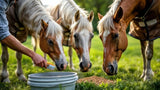 Senioren Pferd – gesundes Futter für ältere Pferde