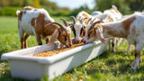 Futtertrog für Ziegen aus robustem Material