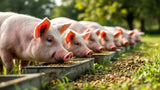 Bio Schweinefutter in Premiumqualität für gesunde Schweineernährung