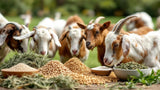 Ziegenfutter in hochwertiger Qualität für gesunde Ziegenernährung