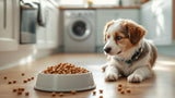 Trockenfutter für Hunde in verschiedenen Sorten und Größen