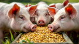 Schweinefutter in hochwertiger Qualität für gesunde Schweineernährung
