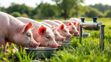 Schweinetränken für artgerechte Schweinehaltung, robuste Tränkesysteme für Schweineställe