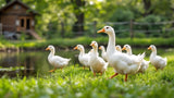 Enten auf einer Wiese stehend, Nahaufnahme