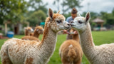 Parasitenschutz für Alpaka – effektiver Schutz vor Parasiten für Alpakas